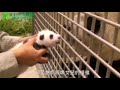 Panda cub meets mother in emotional first encounter since birth