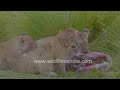 Golden hour feasts: Lionesses enjoying evening snacks