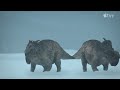 Prehistoric Planet — Did Dinosaurs Hunt in Packs? | Apple TV+