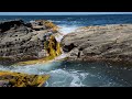 Bull kelp frolicking in the tidal spray