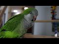Our New Quaker Parrot is Being Very Vocal! Quaker Parrot Sounds