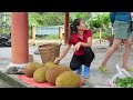 Duong and beautiful wife Harvesting JACKFRUIT Goes to the market sell