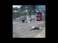 🐱🙀 Funny Dog And Cat Videos 🐈😹 Funniest Animals 2024 #16