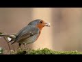 Bird Songs Beautiful with Relaxing Music for Stress Relief Stop | Birds Chirping Sounds for Sleeping