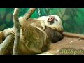Getting a Pet Sloth | What You Need to Know
