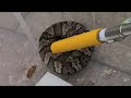 Cottonmouth  Venomous Viper Snake. Slow motion strike shows big fangs, great shot vibrating tail.