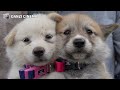 Six new born puppies 태어난지 2주된 시골 아기 강아지