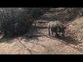 When I was petting a cat at a natural park, a huge boar came up the stairs!