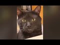 Try Not To Laugh 🤣 New Funny Cats Video 😹 - MeowFunny Part 12