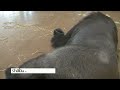 Struggling Young Male Gorilla Vocalization & Massive Chest-Beating | The Shabani's Group