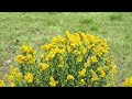 Pollinators on Goldenrod 1