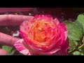 Best Roses from the Best Rose nursery I have seen | Eastcroft roses | Rose Garden Tour