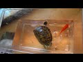 Feeding baby turtles live fish