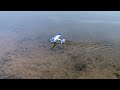 E-flite UMX Turbo Timber Evolution BNF Basic - Fun With Floats!!!