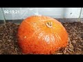 How Quickly The MAGGOTS Eat Halloween Pumpkin?