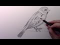 How to Draw a Bird: Narrated Step by Step