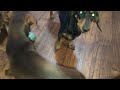 Brownie boy chasing his own tail! Silly playful weenie dog dachshunds!