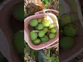 mango harvest 🥭🥭🥭🥭🥭🥭🥭