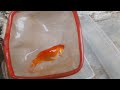 Wow!!!menangkap dan unboxing ikan hias warna-warni ikan komet,ikan koi,ikan koki,ikan glowfish