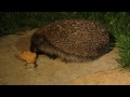 Mrs Tiggy Winkle LOVES Peanut Butter