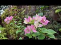 July Garden Tour '24!  BackYard Texas Flower Veggie Garden #gardentour #texasgardening #naturallife