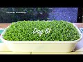 How to Grow Sesame Sprouts & Sesame Microgreens - No Drain Tray Method 微绿芝麻菜芽