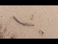 Winter Beach Hike with Keith & Lil