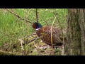 West Yorkshire Country Walk - Hebden Bridge-Hardcastle Crags-Crimsworth Dean round.