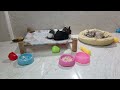 Best Funny Dogs and Cats Videos😿🐶Funniest Animal videos 2024😜