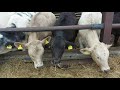 Calf Rearing.Tip and Tricks