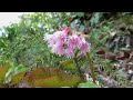 The rhododendron trail with lake views in Hira mountain range, Japan.【4K】