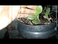 Resgatando pintinhos e mostrando a planta Trandescantia 👍🌱//COMPARTILHA vídeo...