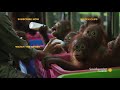 An Overweight Orangutan Tries to Cheat His Diet | Orangutan Jungle School