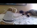 Ninja hamster attacks cat