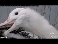 Royal Albatross- Enjoy TF's morning ! Preening - wings exercizes and beautiful close-up 💙👑