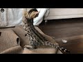 Bengal Kitten Chasing Mousr Cat Toy
