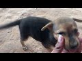video challenge The stray dog🐶, lovely dog puppies | Caring for a smart puppy