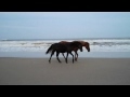 opie's eye - Wild Horses Outer Banks,NC