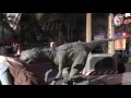 Jurassic Park Bravo Raptor Encounter Full Nighttime Experience Universal Studios Hollywood CA