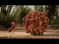 Teamworking Ants