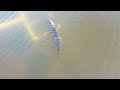 Drone following Gator