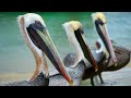 Dolby Vision 12K HDR 120fps OLED Nature & Wildlife - Epic Visuals