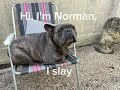 Meet Norman ❤️