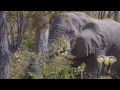 Elephant Bull Pushing Down A Massive Tree. Amazing.