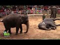 Elephants Dance At Dehiwala National Zoo (Sri Lanka)