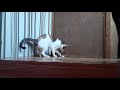 Cat Plays With A Piece of Paper