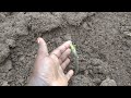 How to grow fully sized Onions// try this one tip of mine you won't regret.# fertilizing