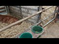 Calf Rearing. Tips and Tricks. Good health