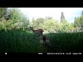 Mama deer with twins, one feeding