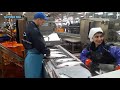 Amazing Automatic Fish Processing Line Machines Modern Technology - Big Catch in The Sea